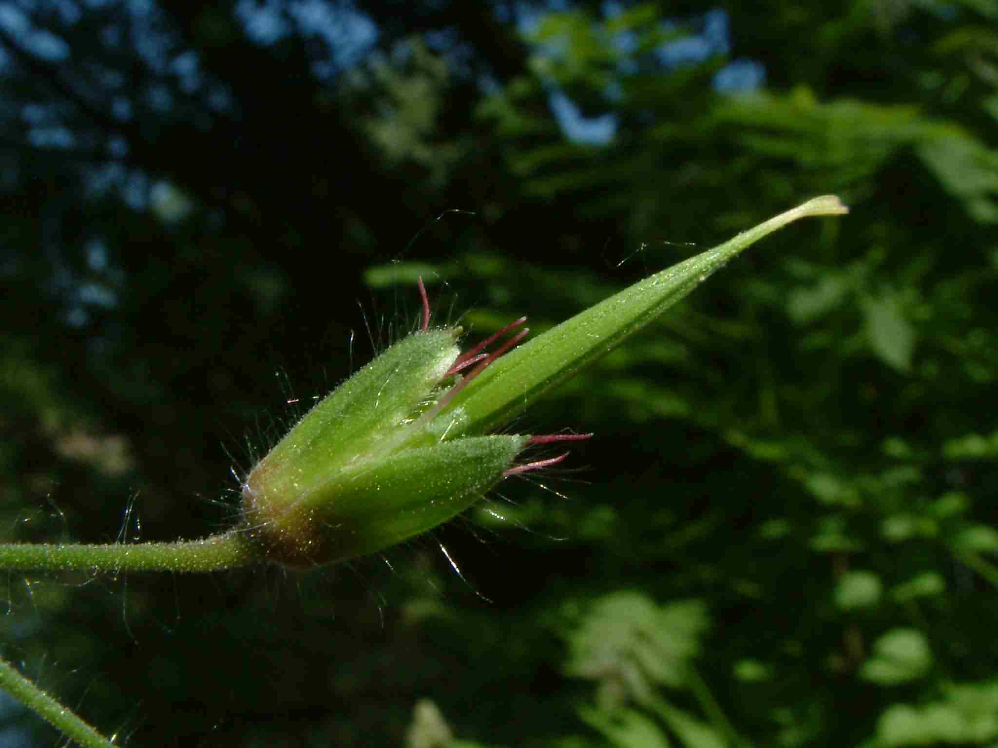 Geranium phaeum 4