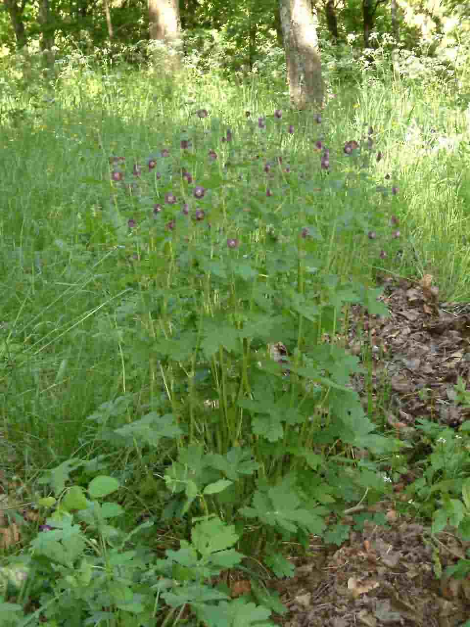 Geranium phaeum 1