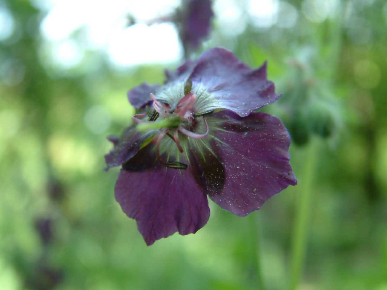 Geranium phaeum 2