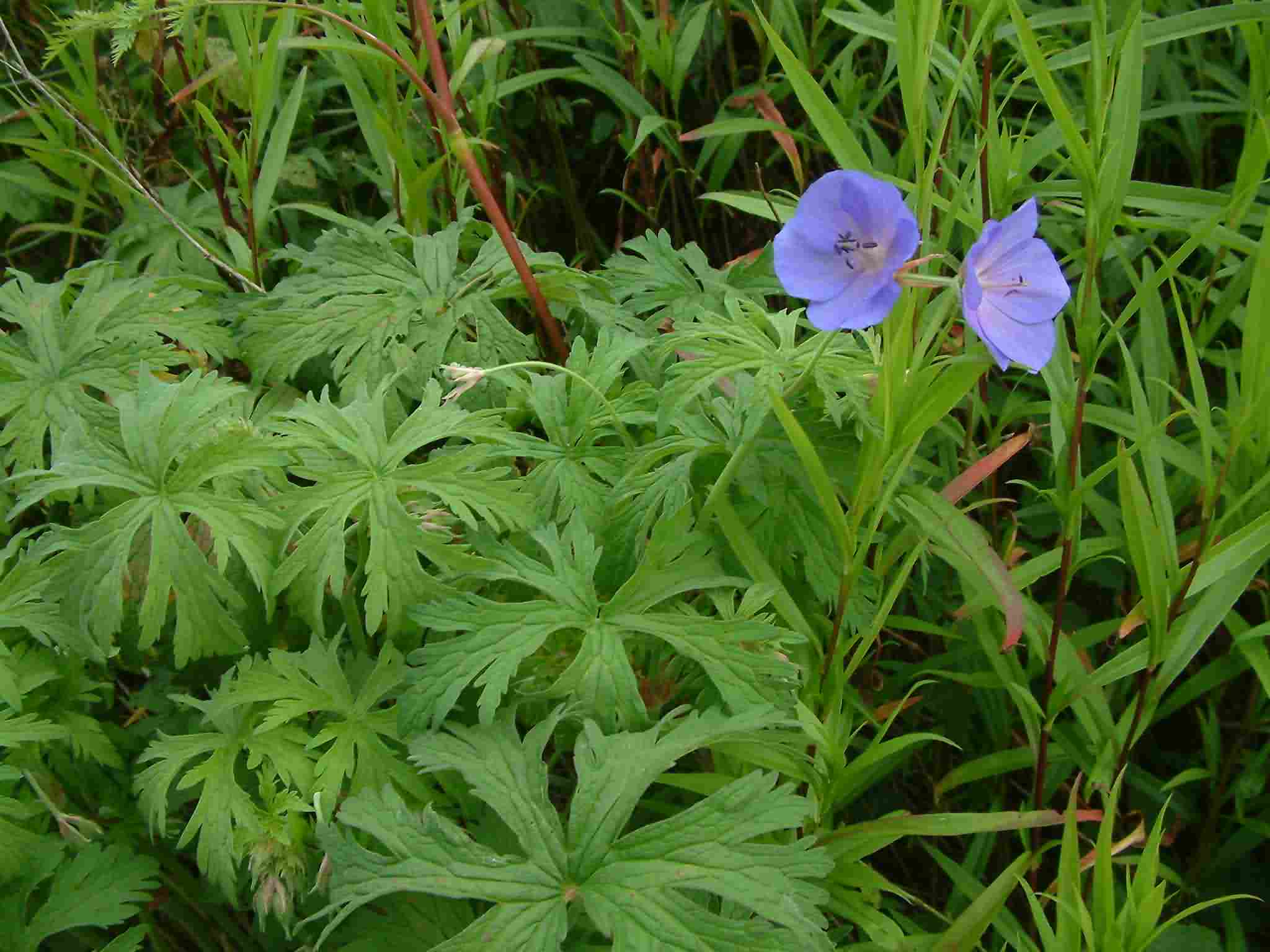 Geranium pratense 1