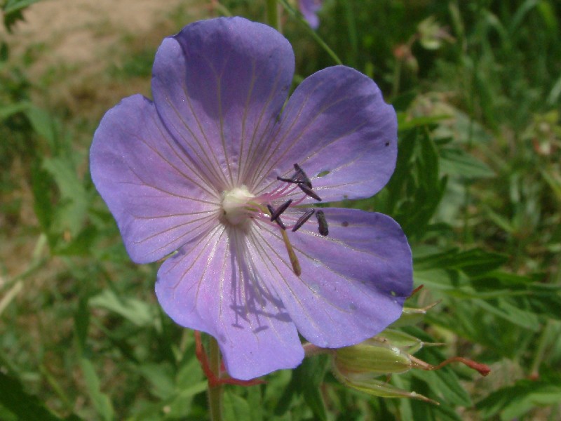 Geranium pratense 2