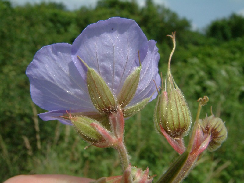 Geranium pratense 3