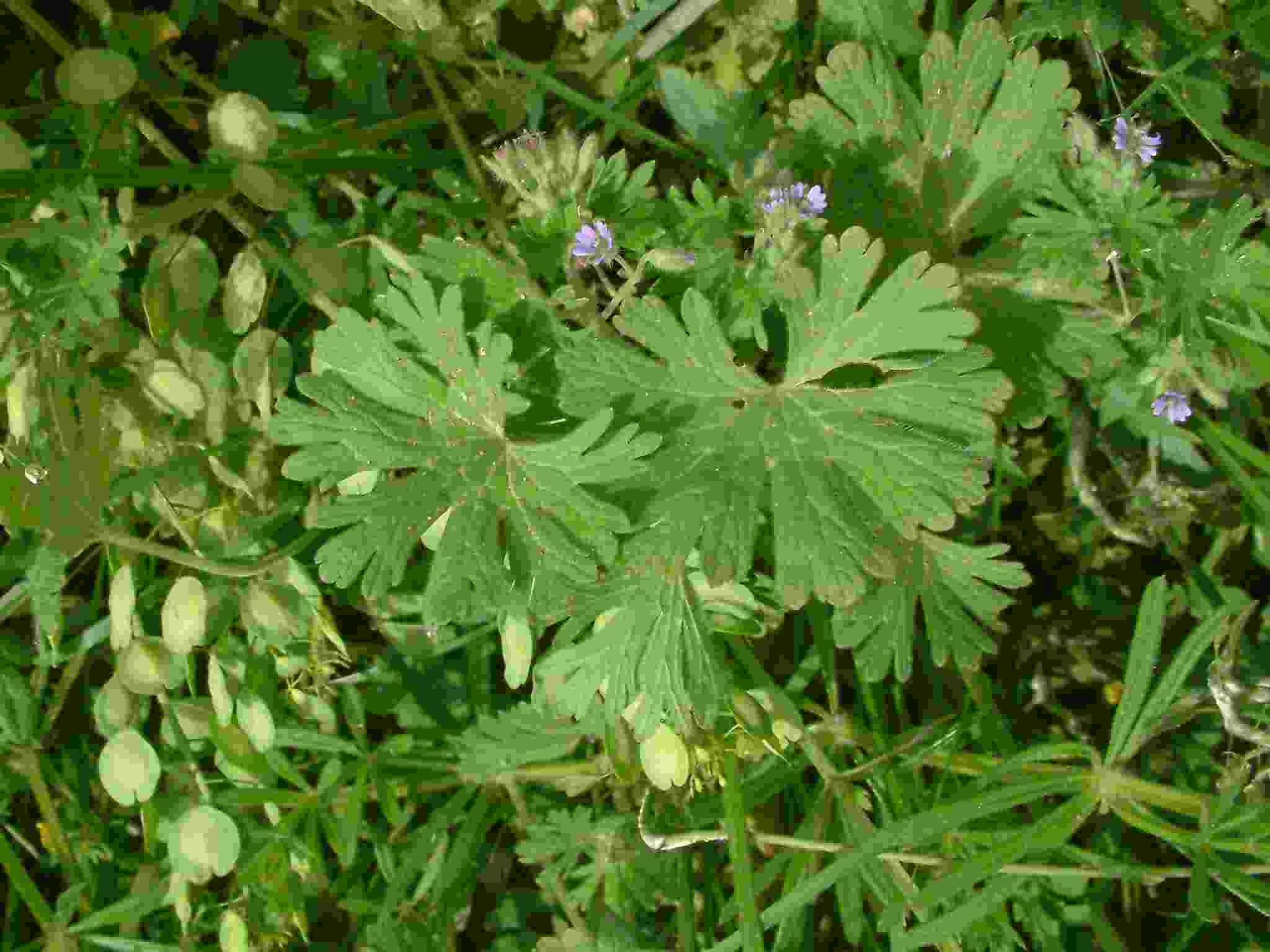 Geranium pusillum 1