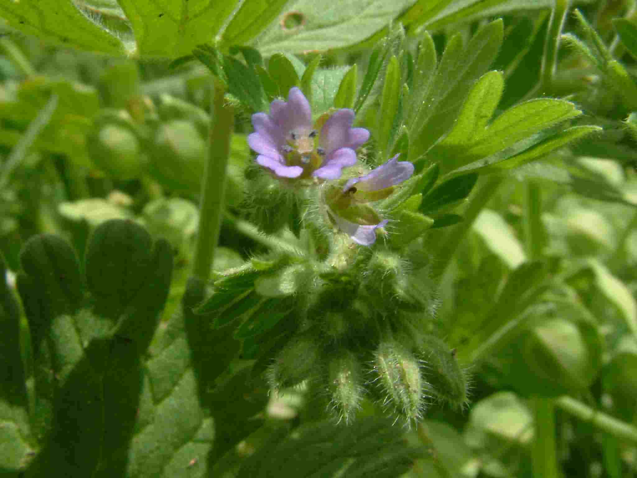 Geranium pusillum 2