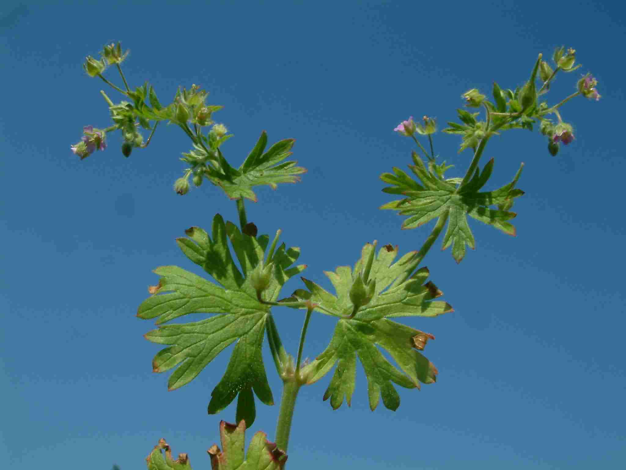 Geranium pusillum 3