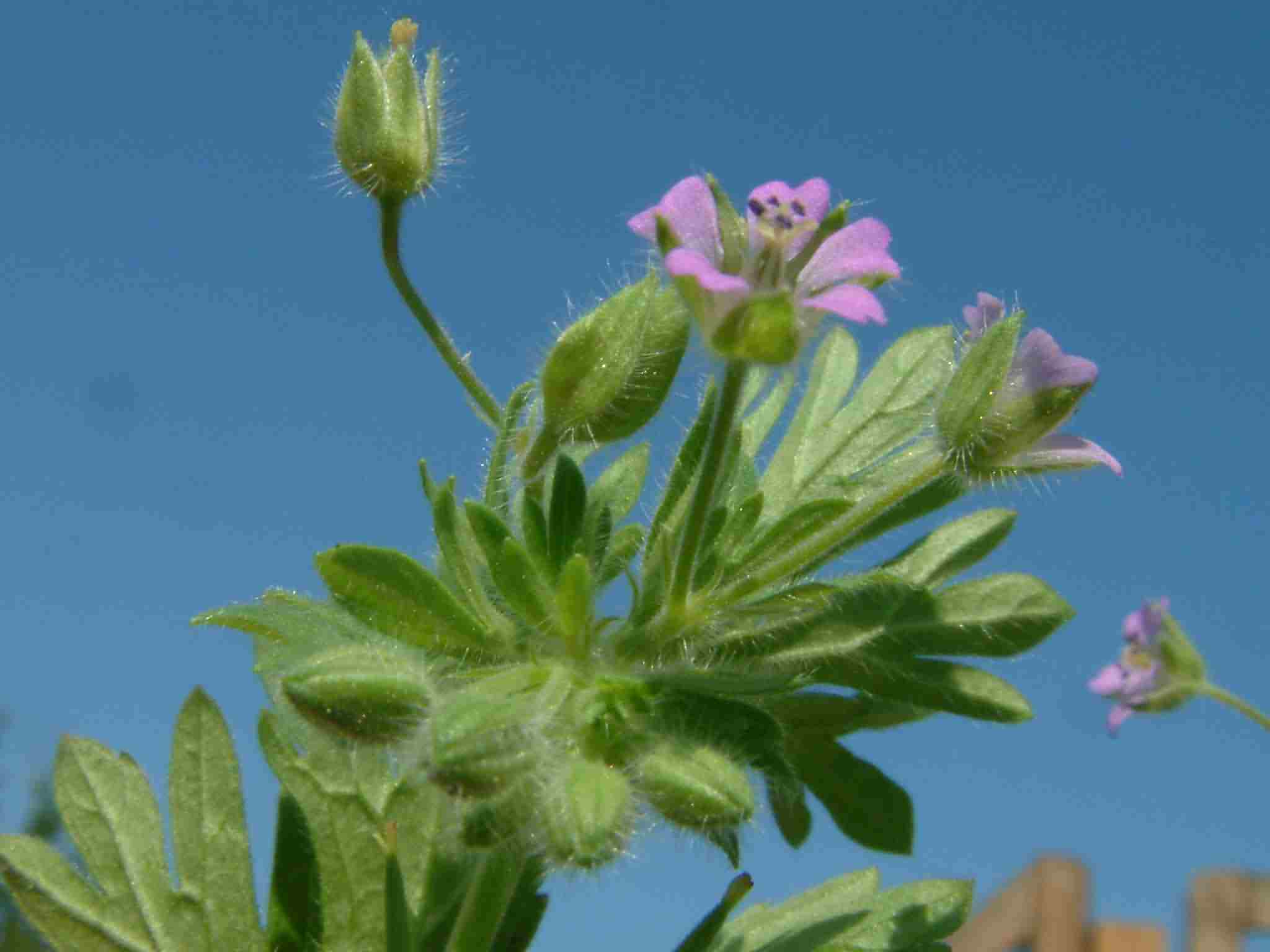 Geranium pusillum 3