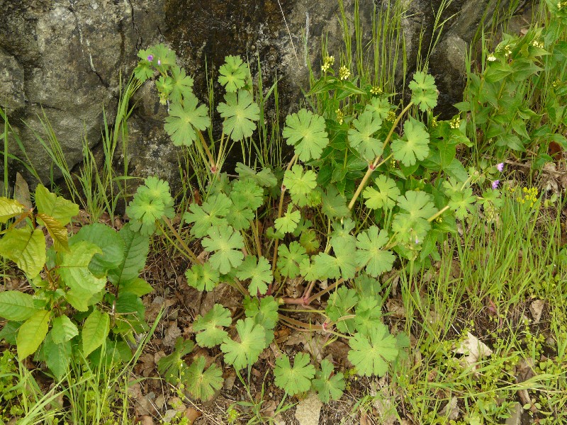 Geranium pyrenaicum 1