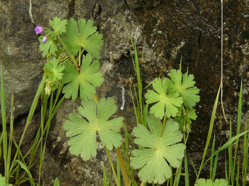 Geranium pyrenaicum 2