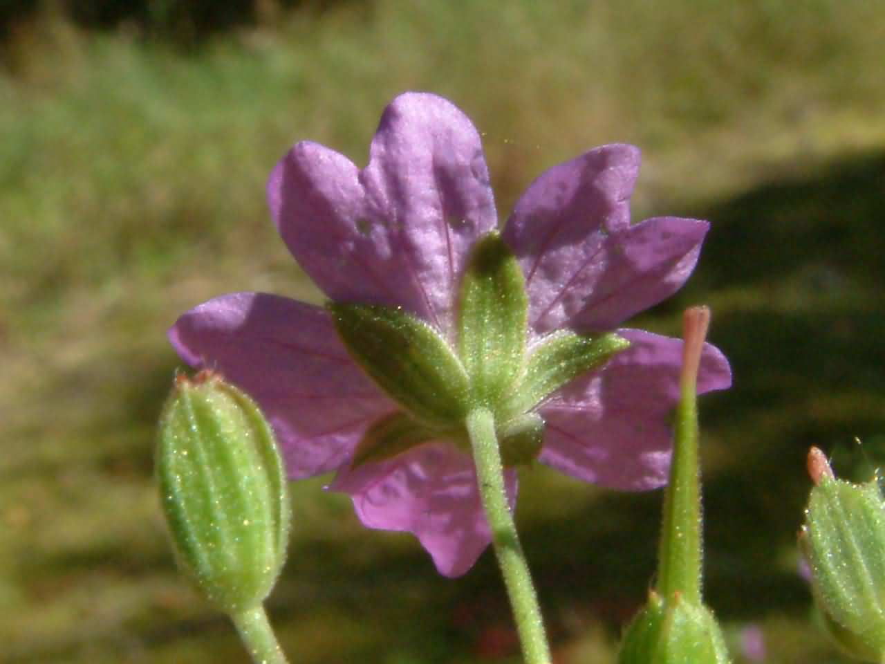 Geranium pyrenaicum 4