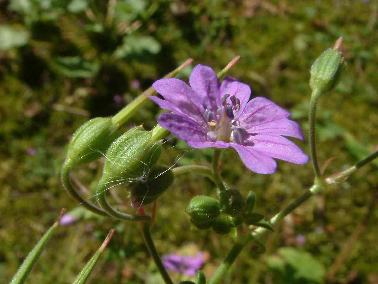 Geranium pyrenaicum 3