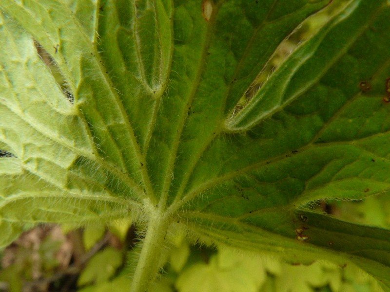 Geranium pyrenaicum 8