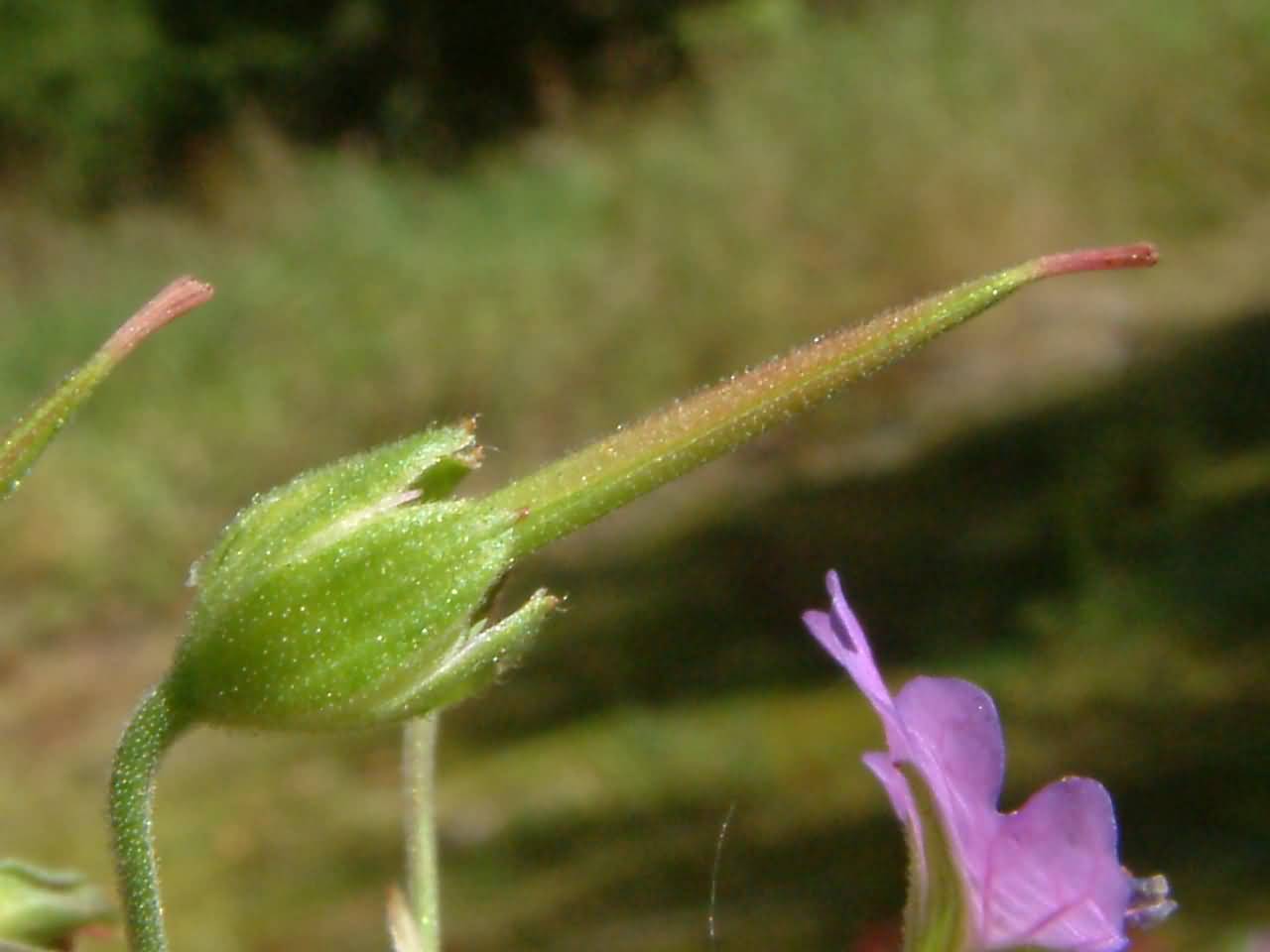 Geranium pyrenaicum 5