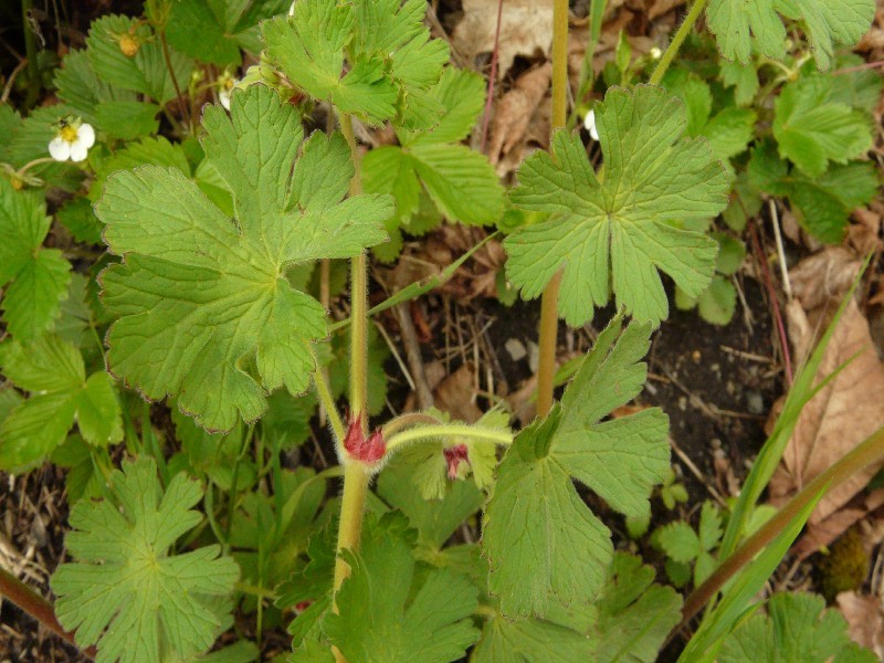 Geranium pyrenaicum 6