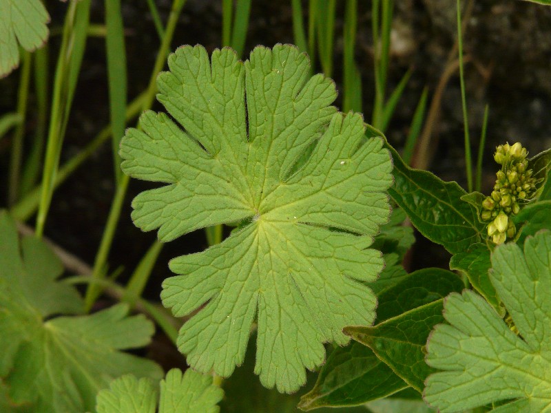 Geranium pyrenaicum 7