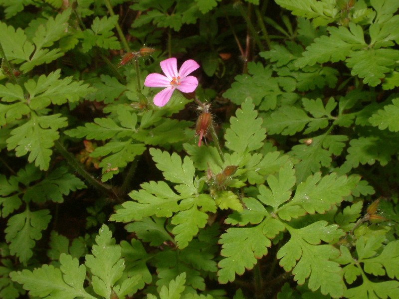 Geranium robertianum 1