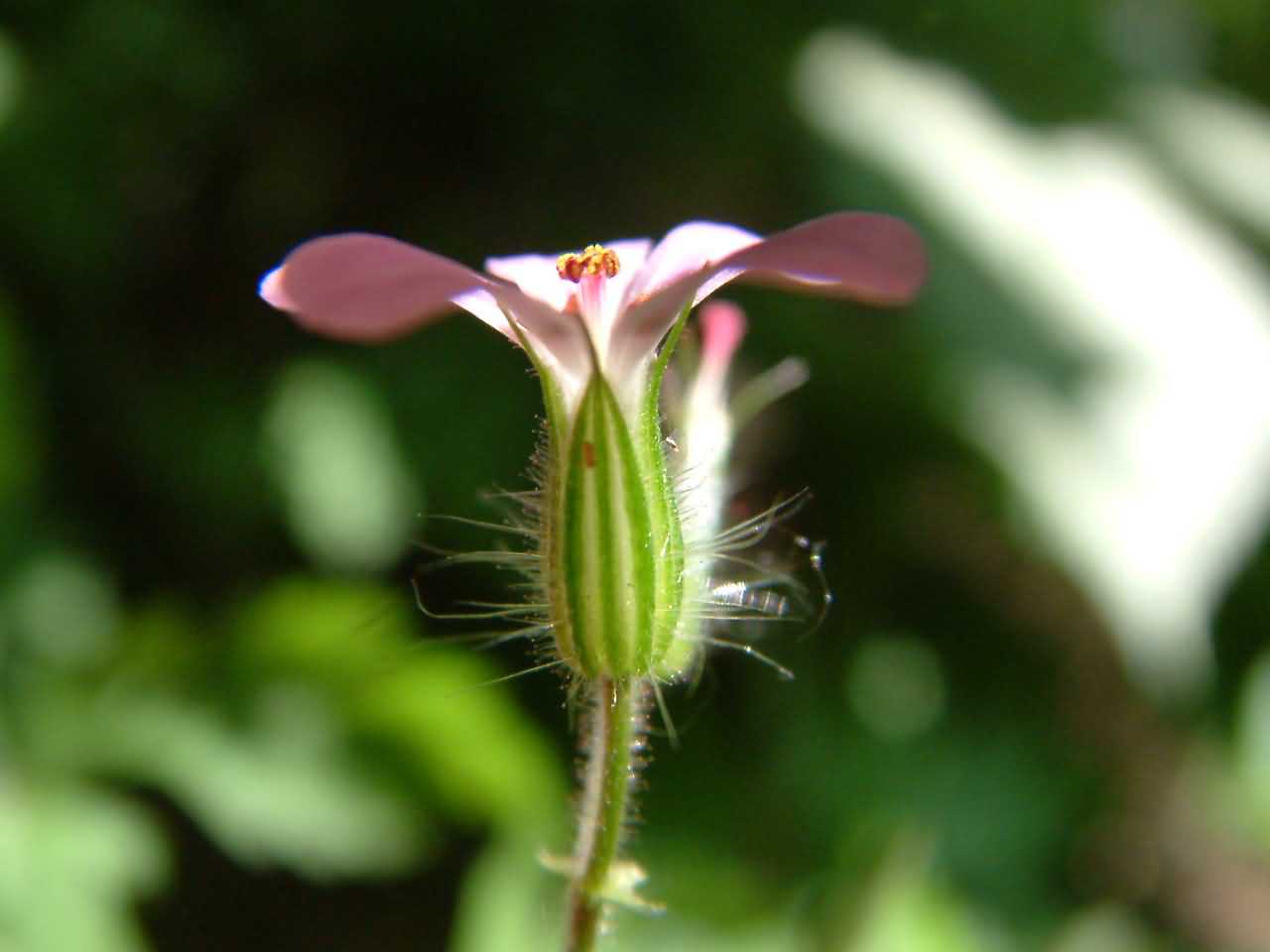 Geranium robertianum 2