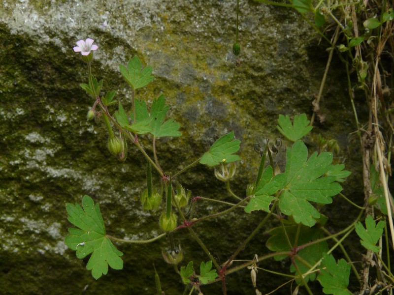 Geranium rotundifolium 1