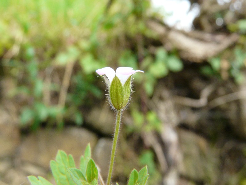 Geranium rotundifolium 2