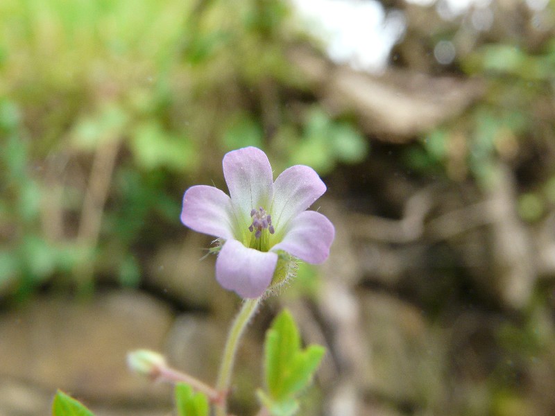 Geranium rotundifolium 3