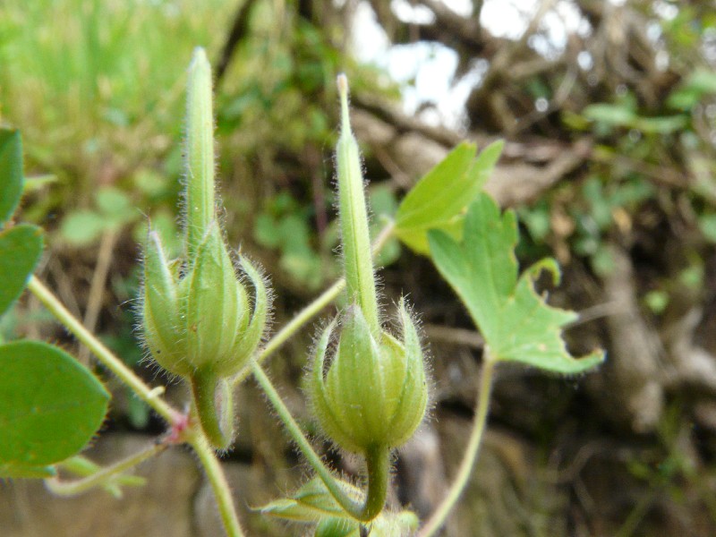 Geranium rotundifolium 4