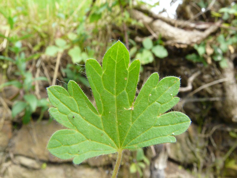 Geranium rotundifolium 5