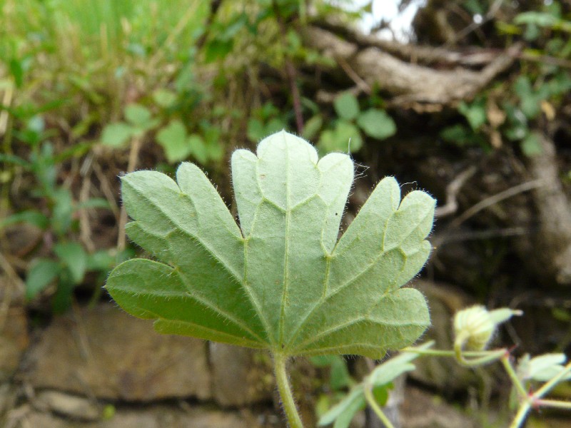 Geranium rotundifolium 6