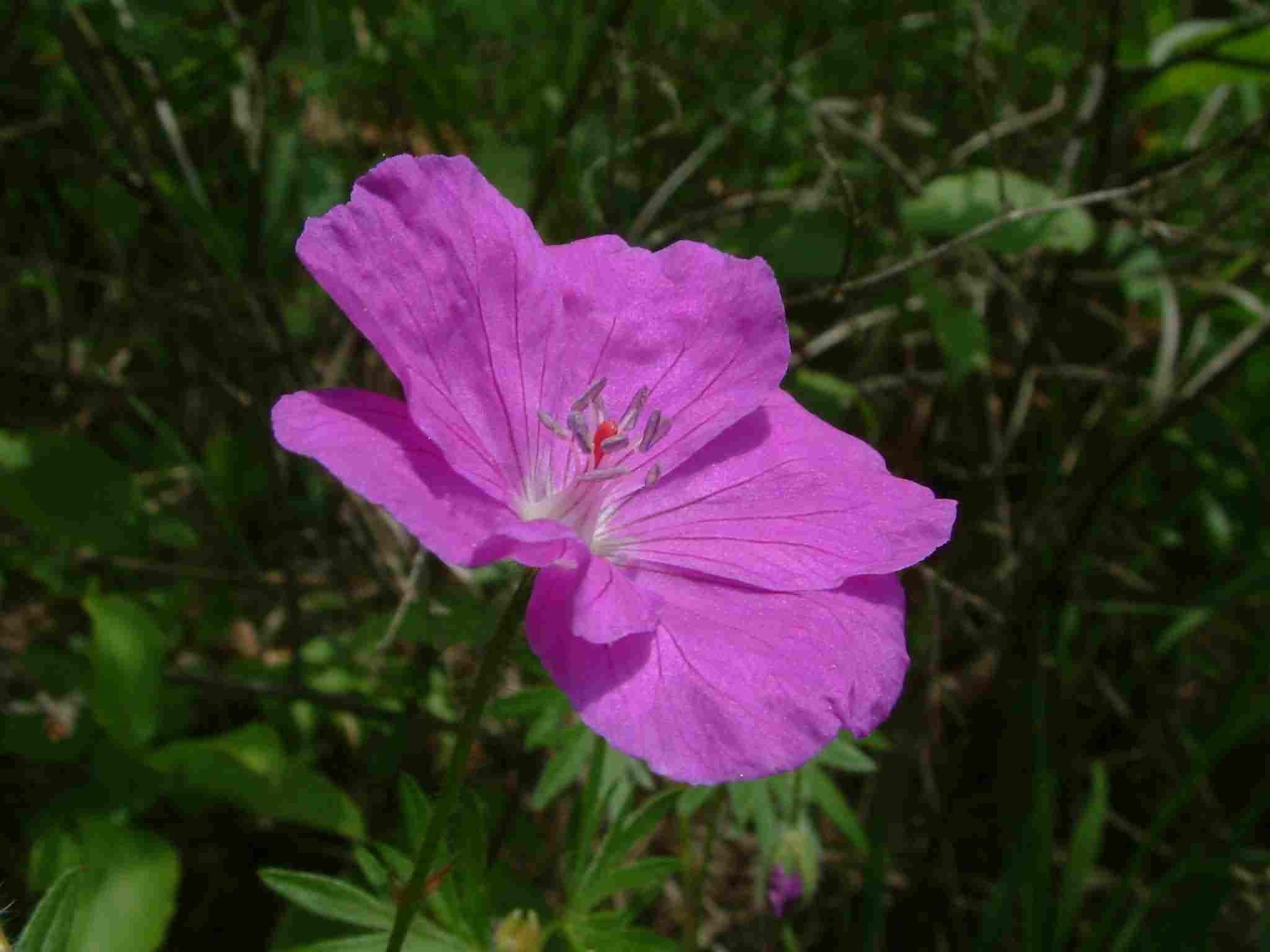 Geranium sanguineum 2