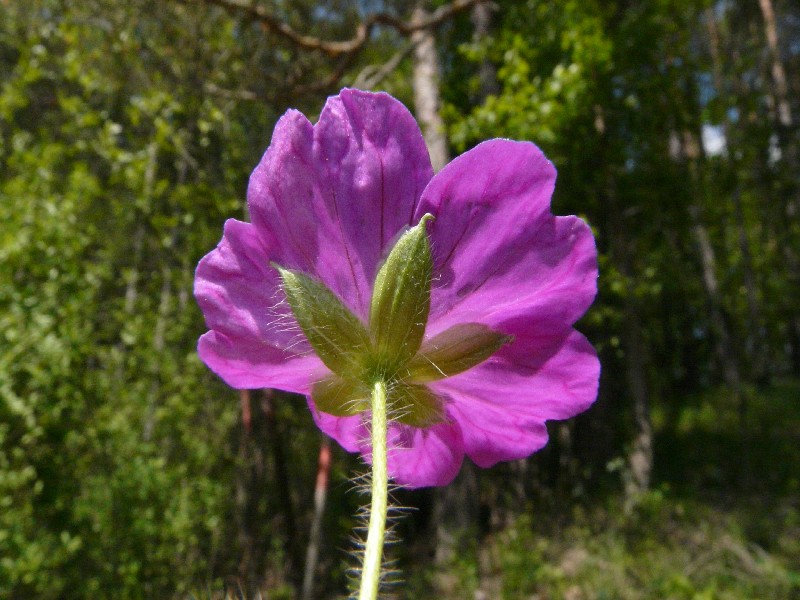 Geranium sanguineum 3