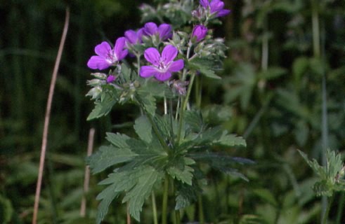 Geranium sylvaticum 1