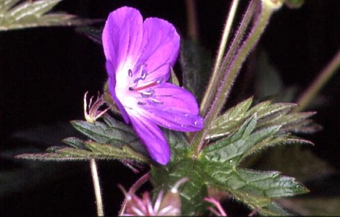 Geranium sylvaticum 2