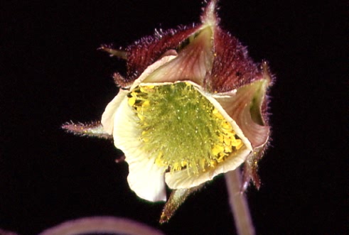 Geum rivale 2