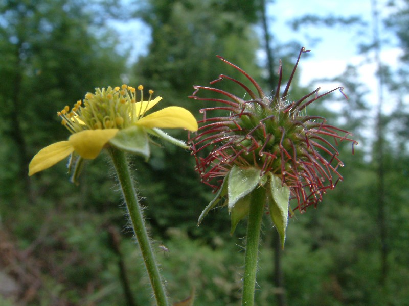 Geum urbanum 2