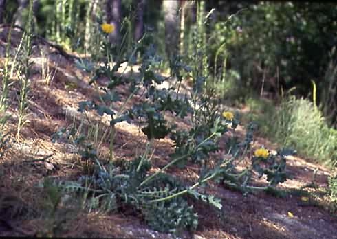 Glaucium flavum 1