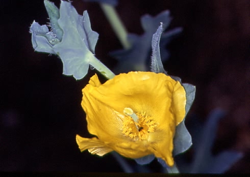 Glaucium flavum 2