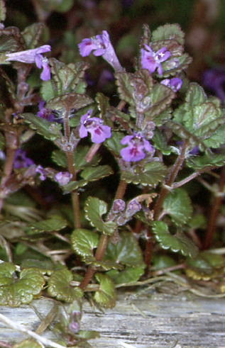 Glechoma hederacea 1