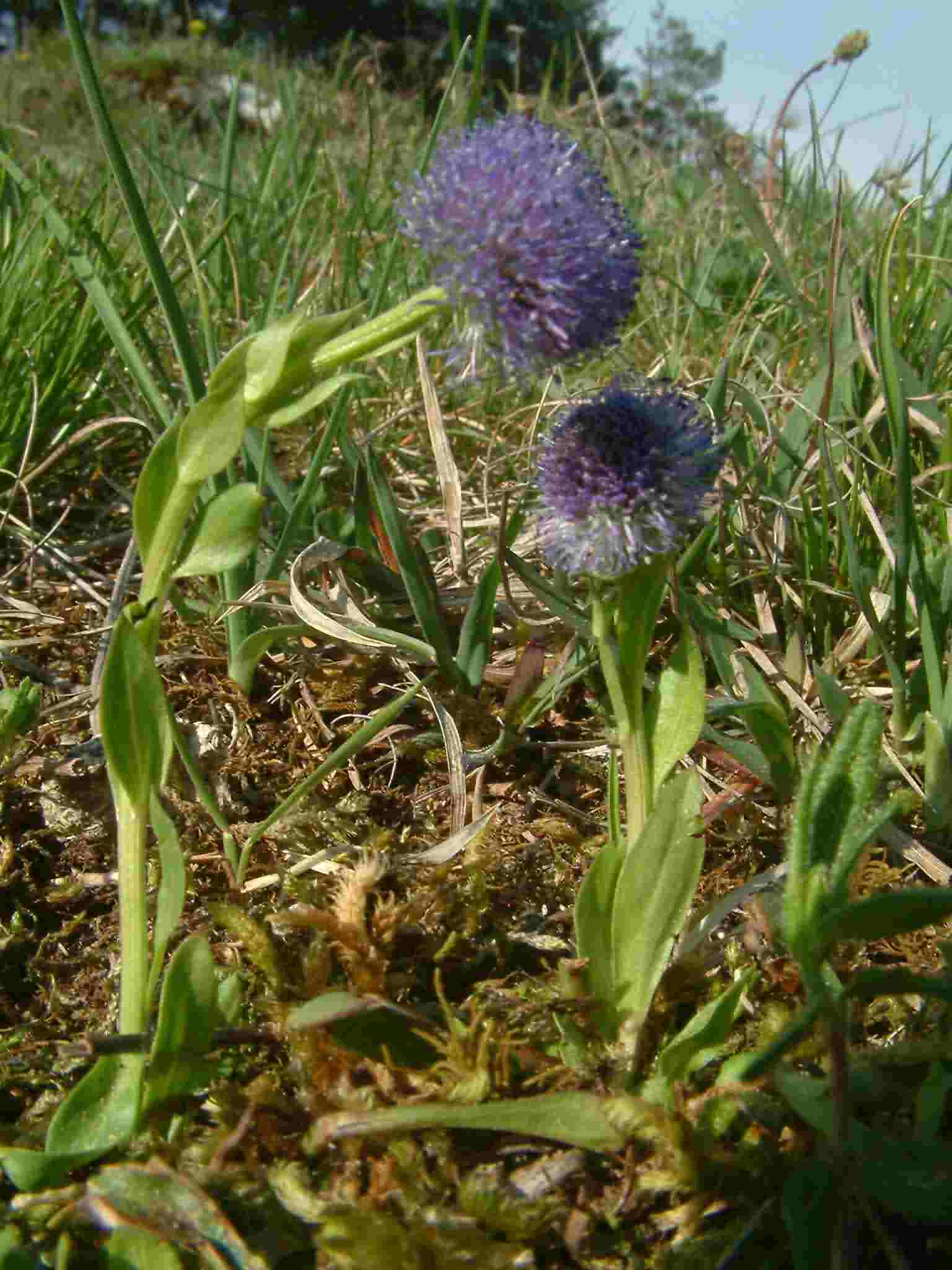 Globularia punctata 1