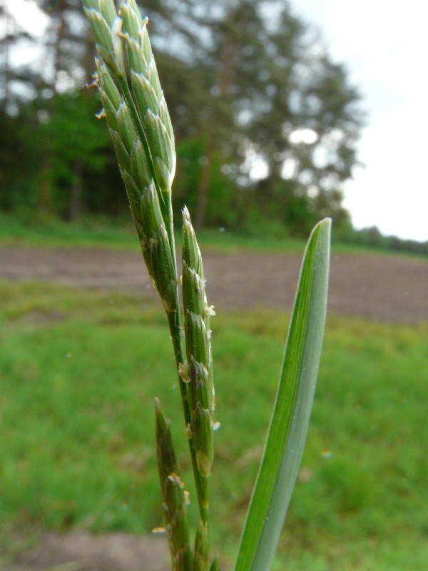 Glyceria declinata 2