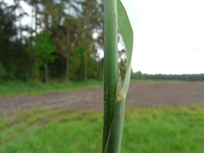 Glyceria declinata 3