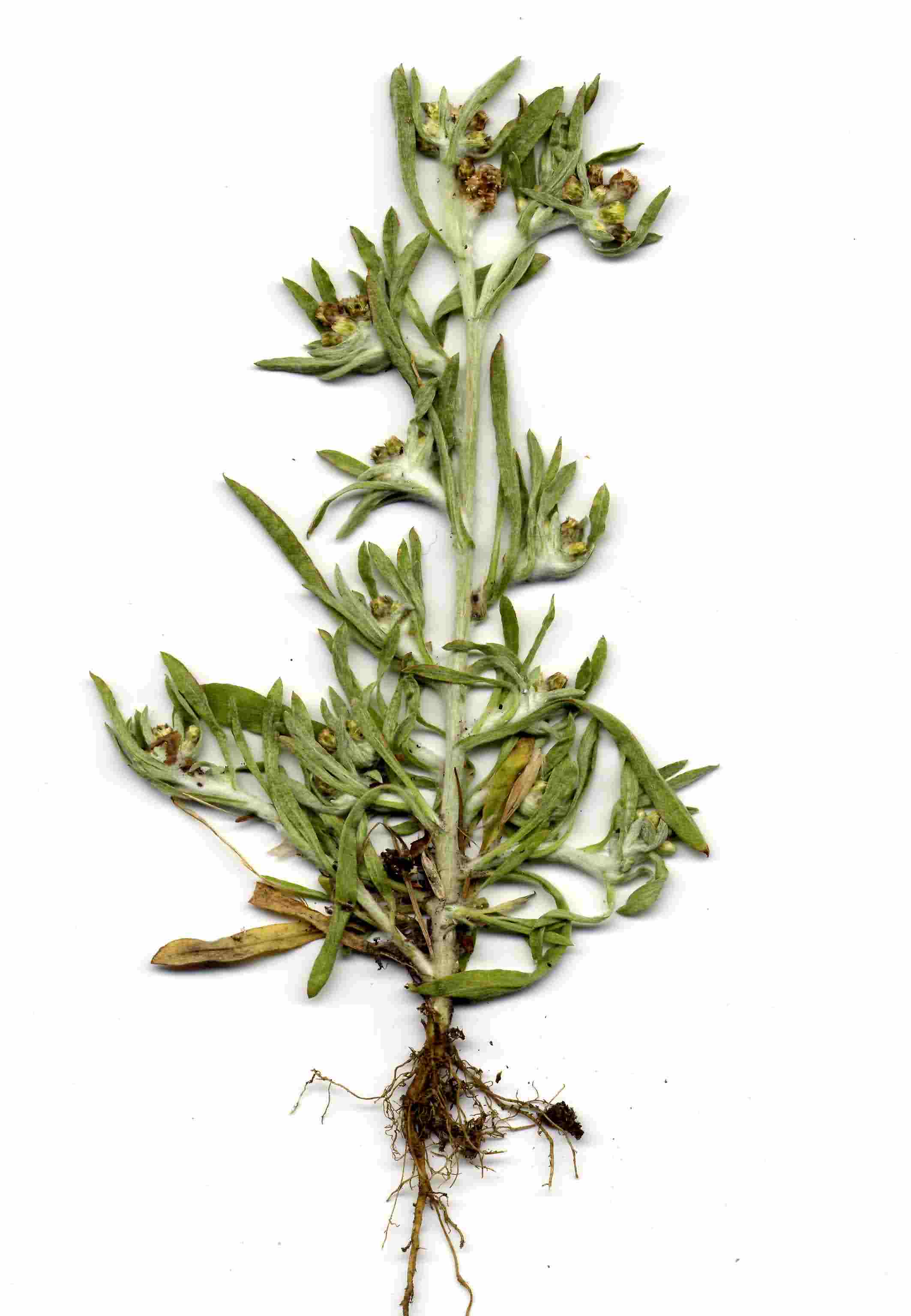 Gnaphalium uliginosum 1