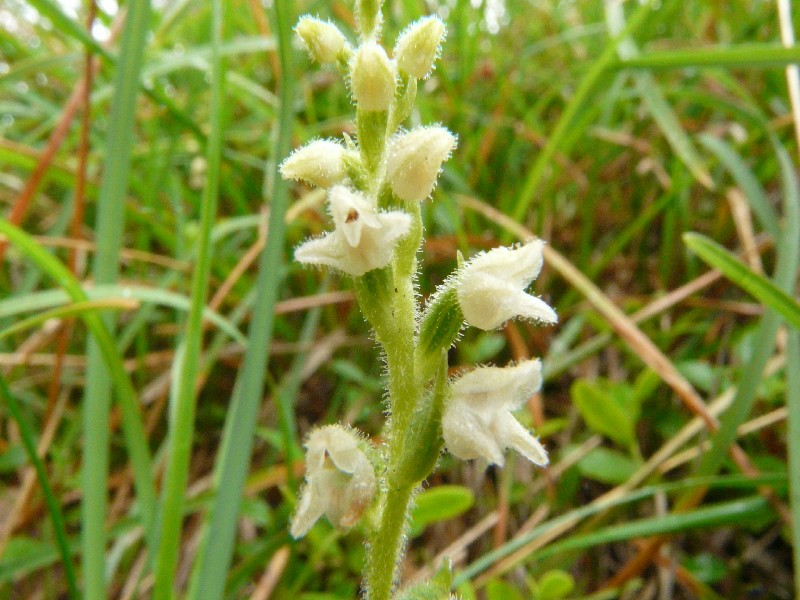 Goodyera repens 1