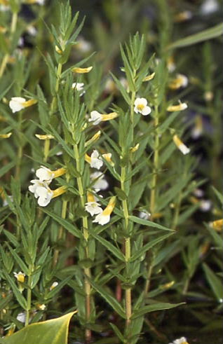 Gratiola officinalis 1