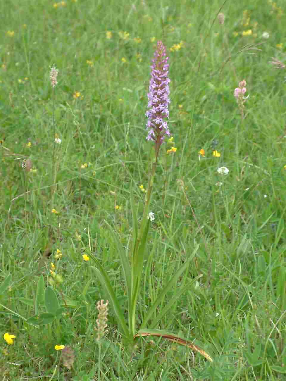 Gymnadenia conopsea 1