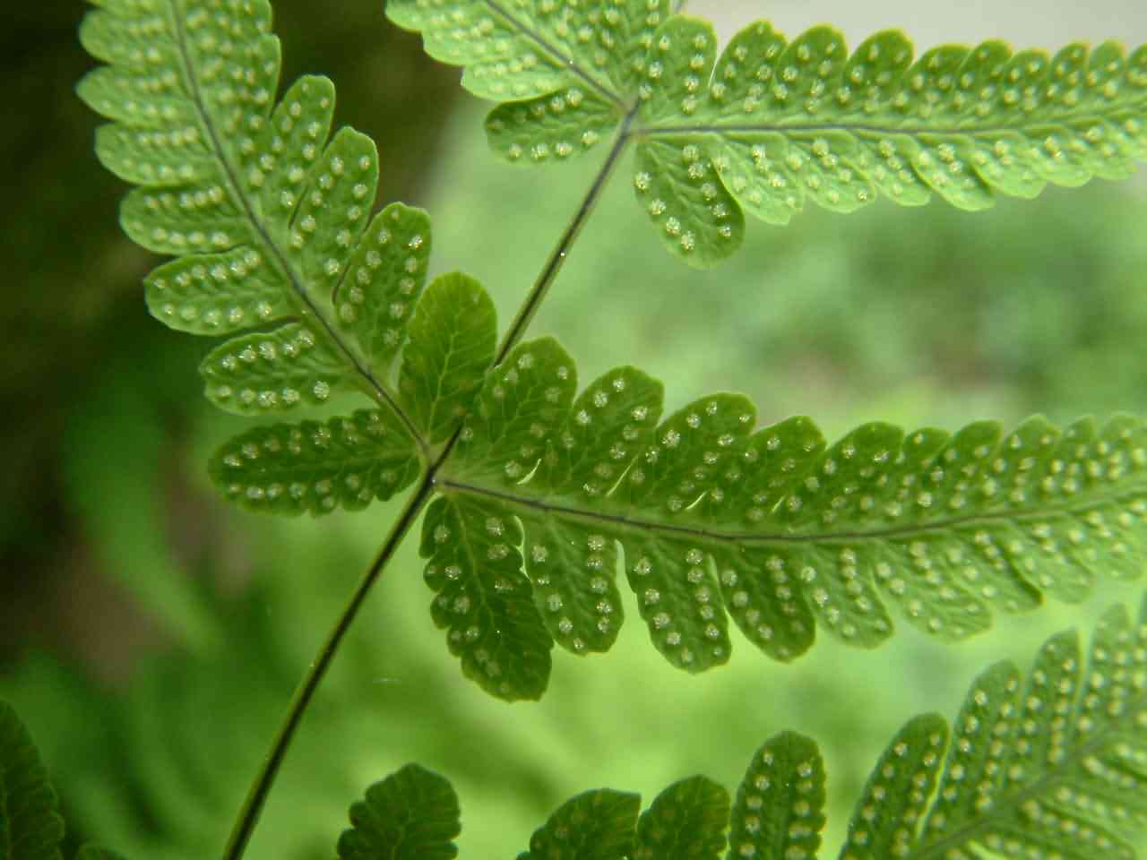 Gymnocarpium dryopteris 2