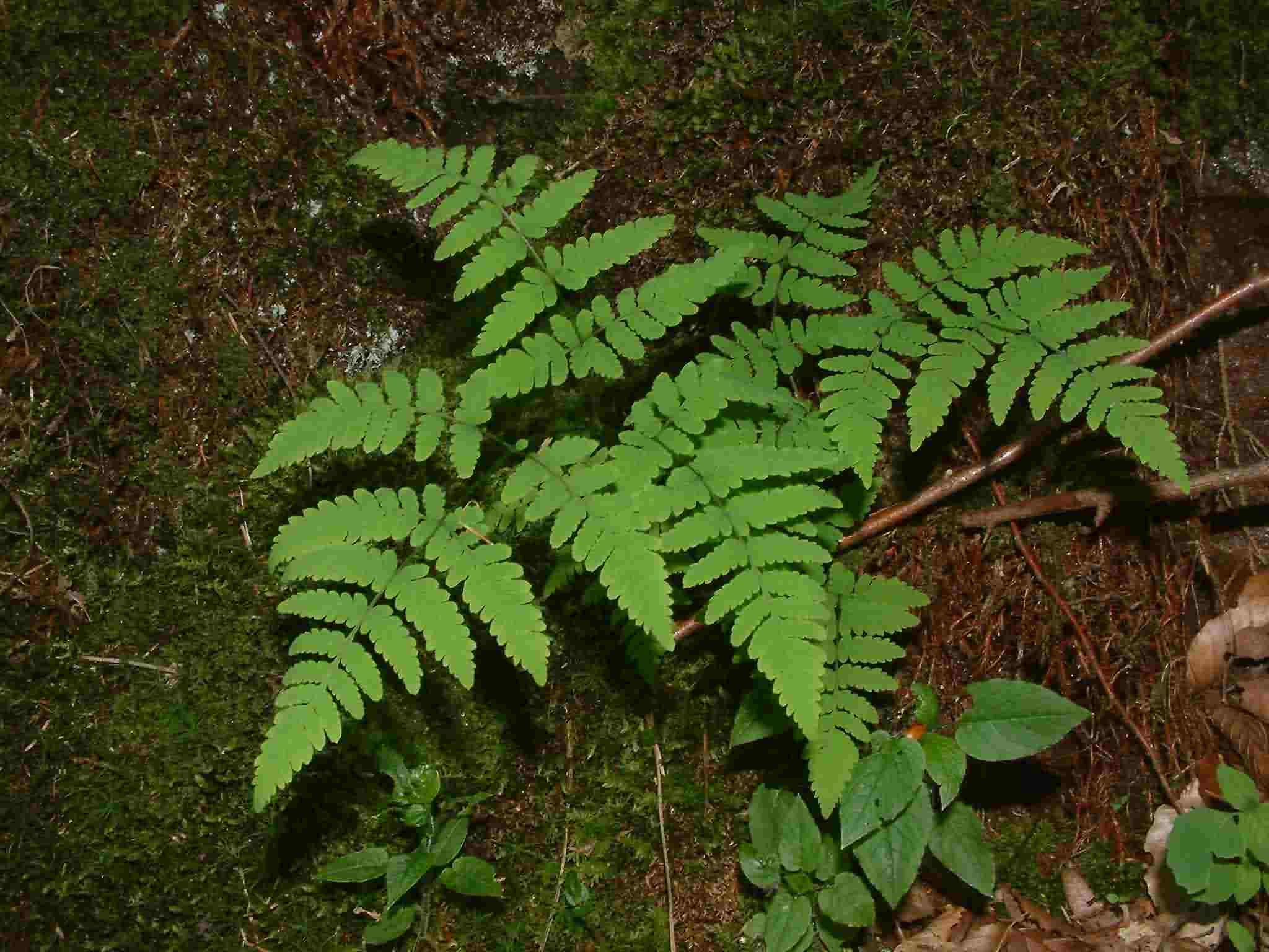 Gymnocarpium dryopteris 1