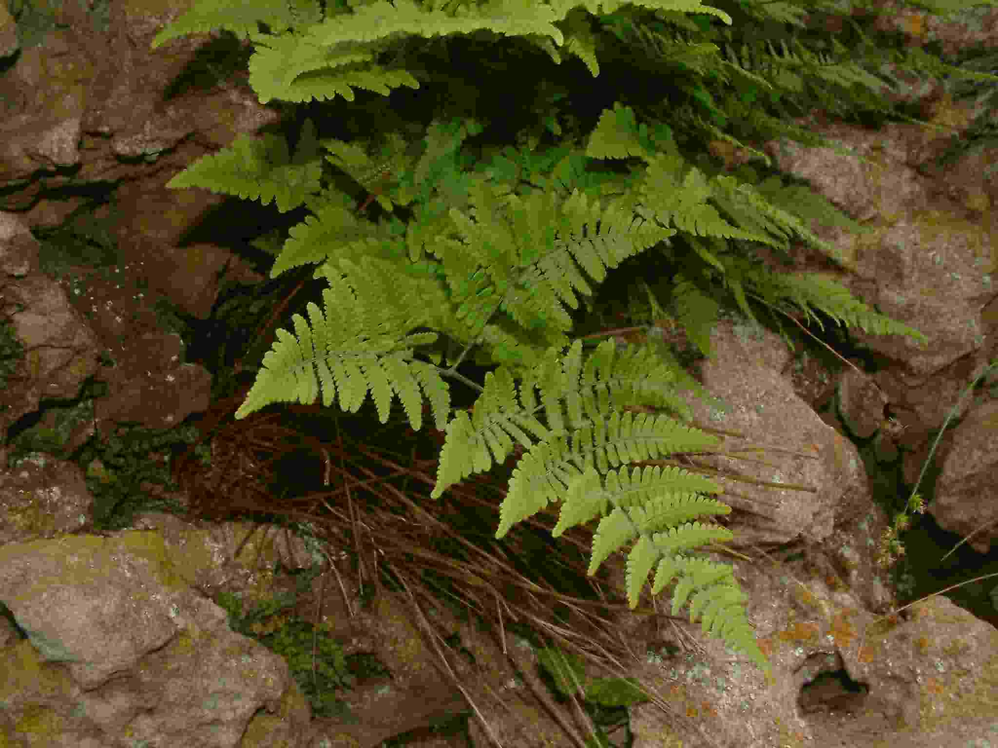 Gymnocarpium robertianum 1