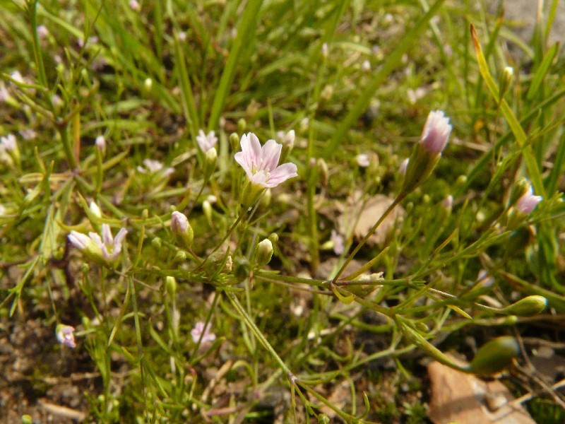 Gypsophila muralis 2