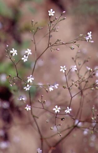 Gypsophila paniculata 1