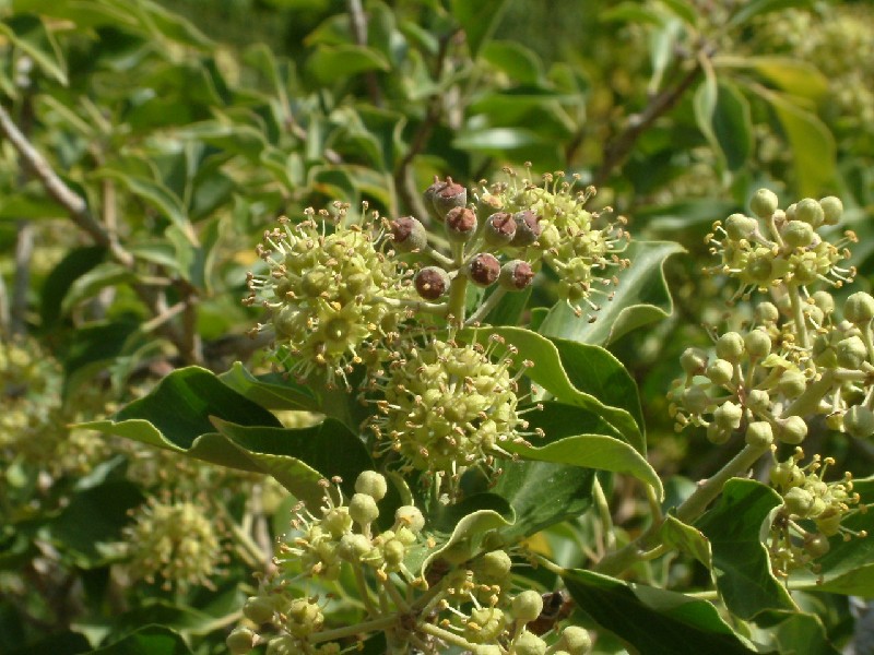 Hedera helix 1