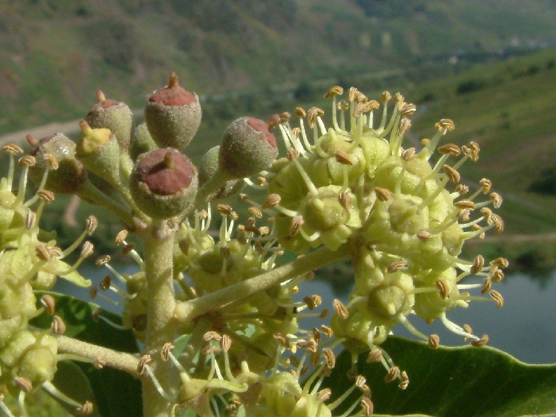 Hedera helix 2