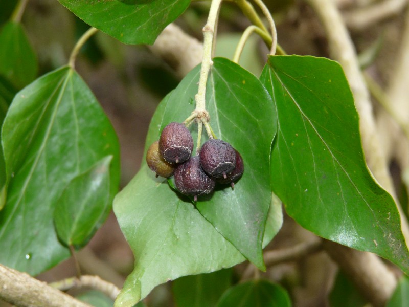 Hedera helix 4